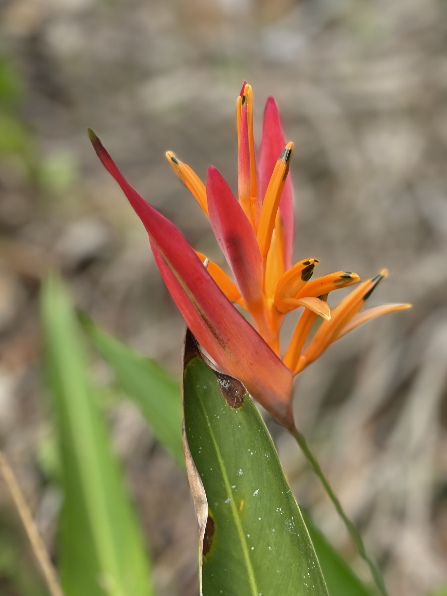 Heliconia psittacorum